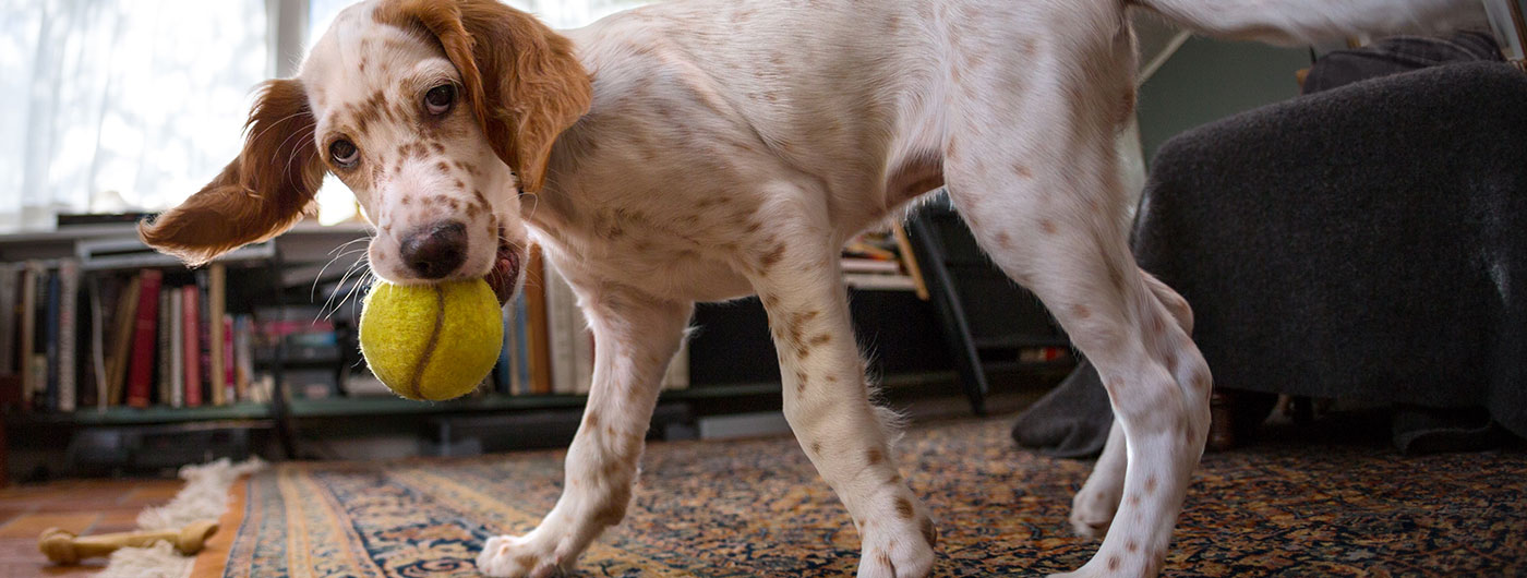 Cleaning Tough Pet Stains