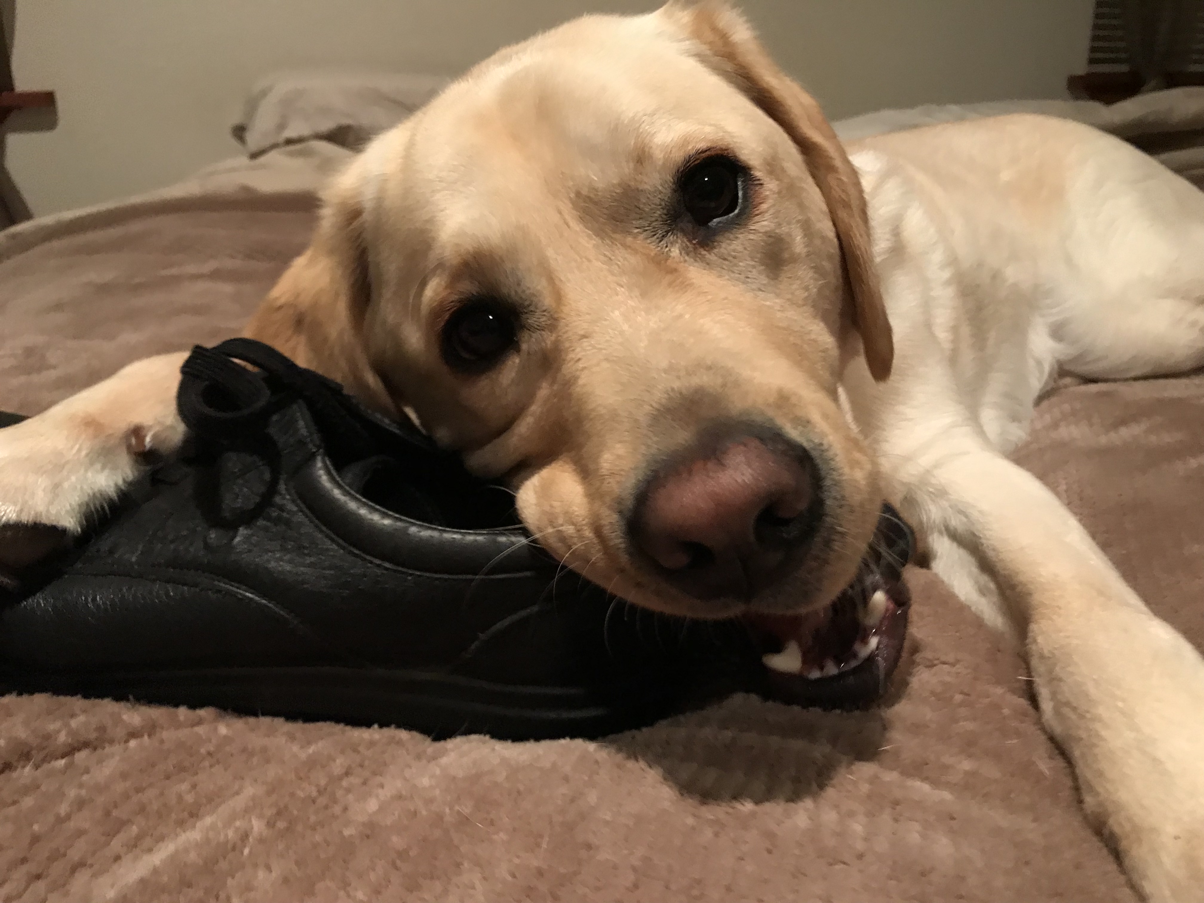 dog-vs-rug-blog-dog-chewing-on-a-shoe.jpg