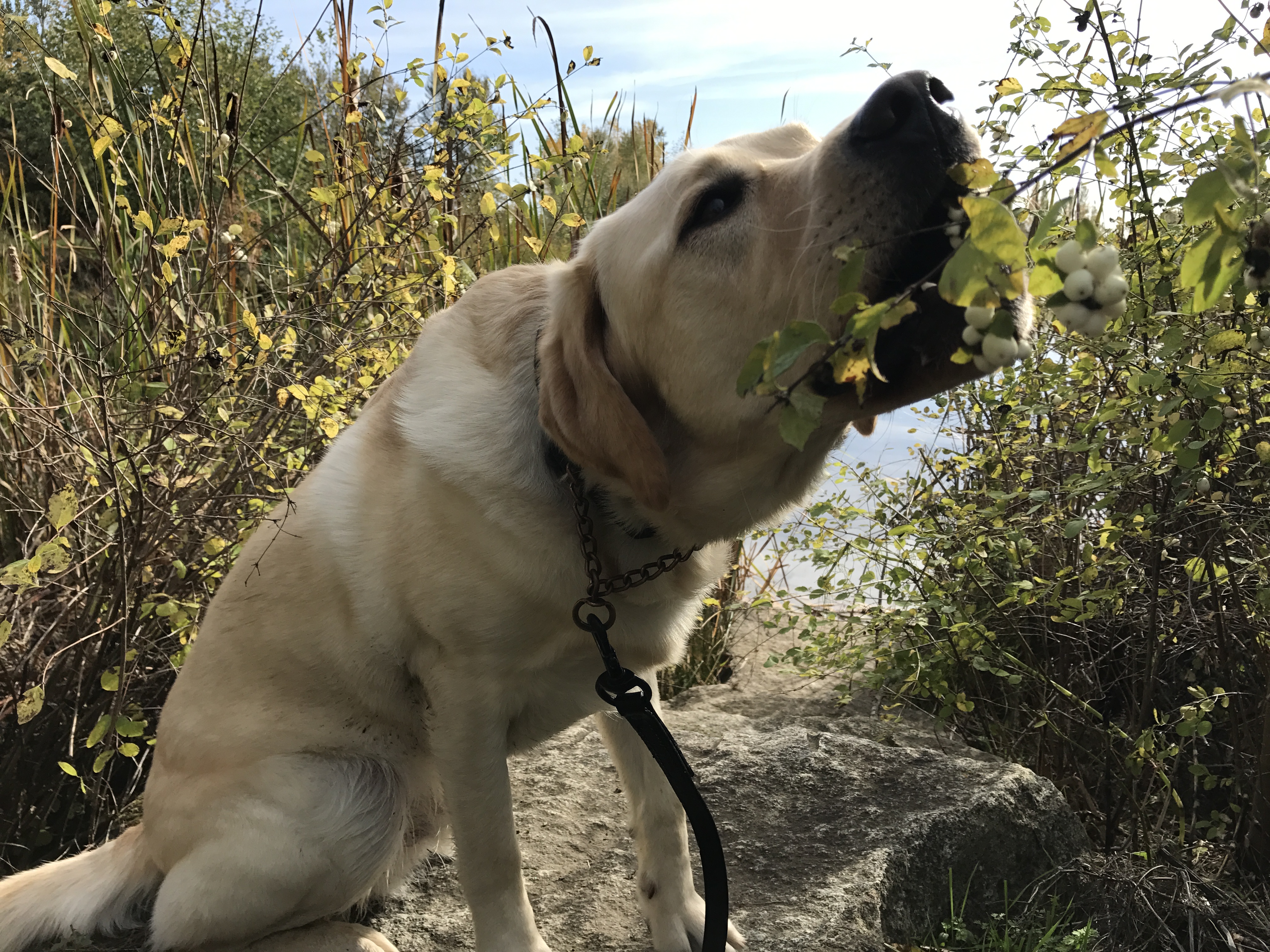 dog-vs-rug-blog-dog-eating-plant.jpg