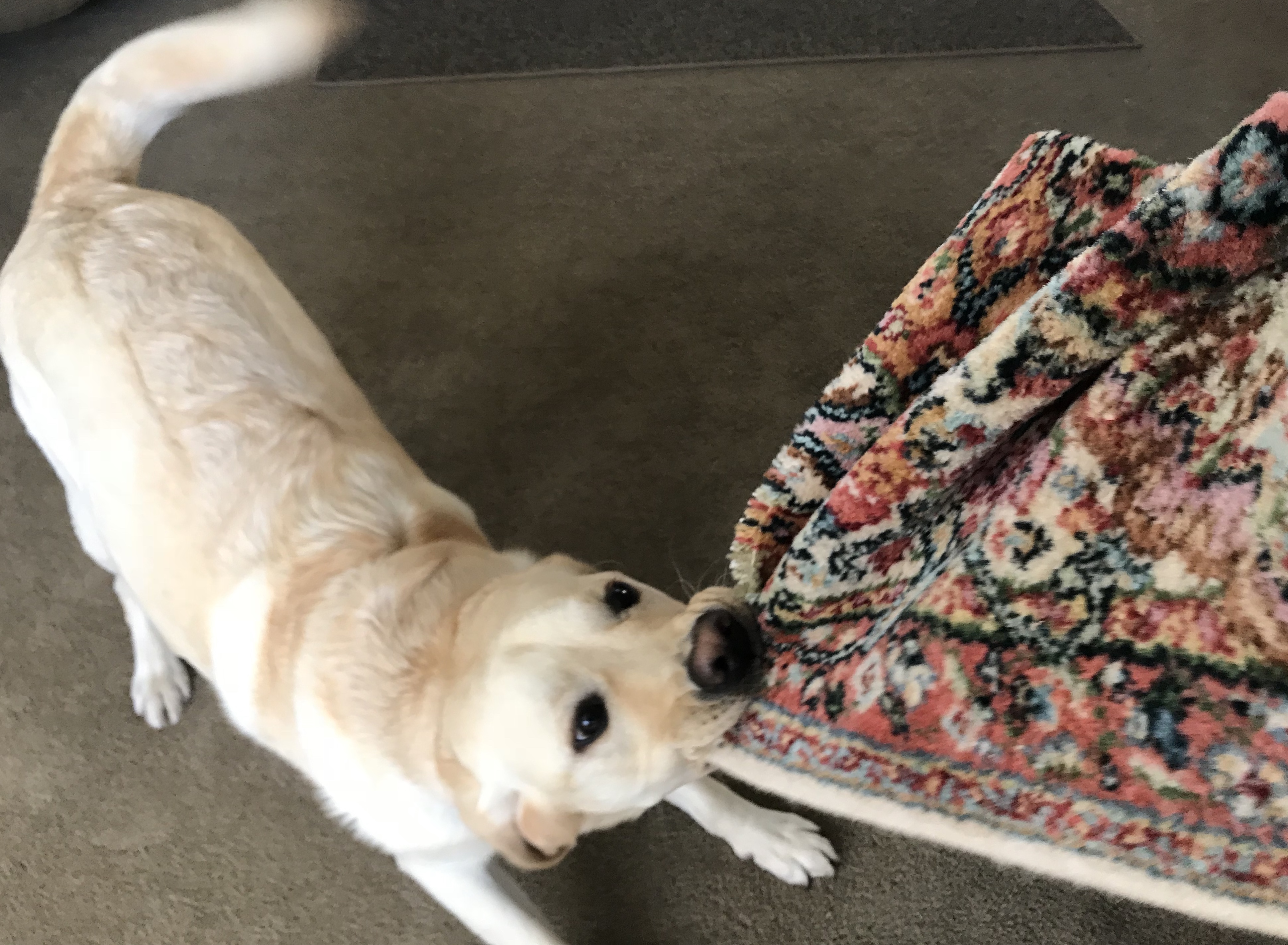 dog-vs-rug-blog-dog-tugging-on-a-rug.jpg