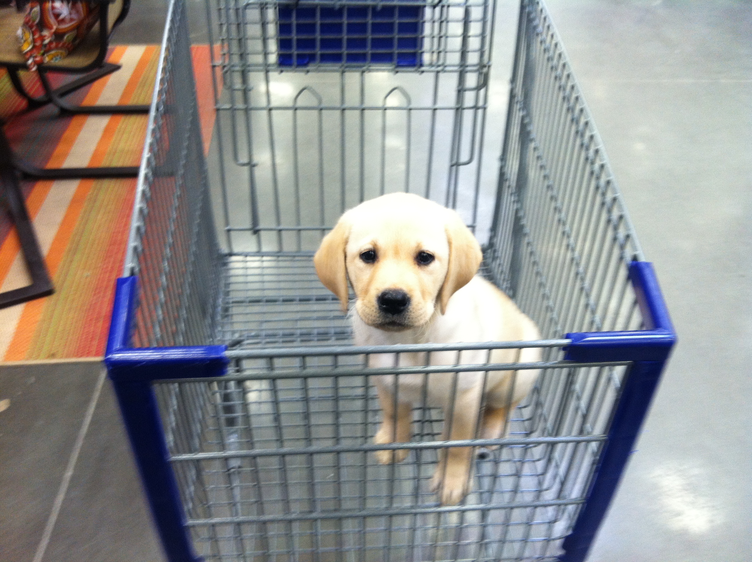 dog-vs-rug-blog-puppy-in-shopping-cart.jpg