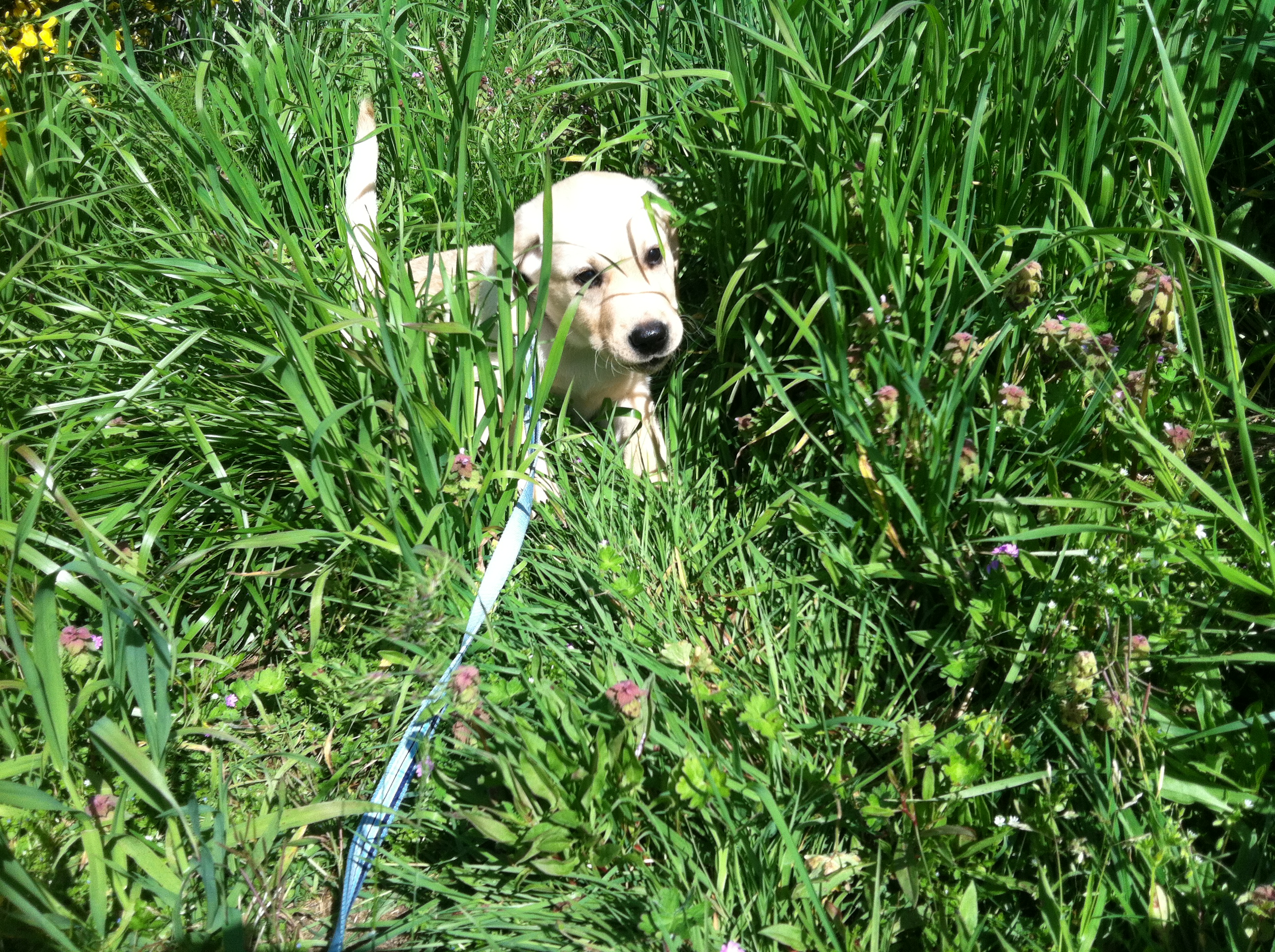 dog-vs-rug-blog-puppy-in-tall-grass.jpg