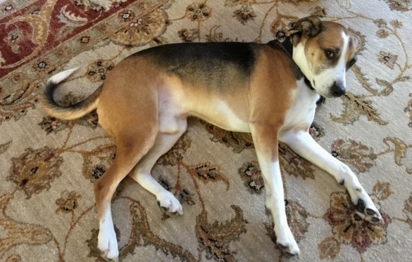 tip-shearing-entry-rug-photo.jpg