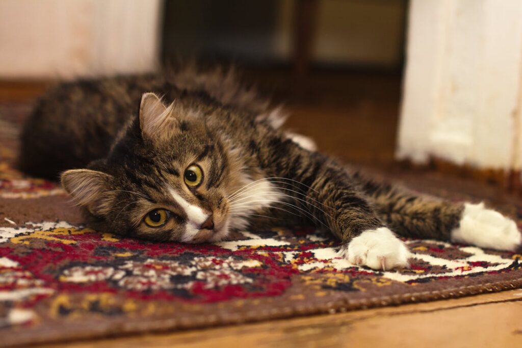 tabby cat on ornate rug