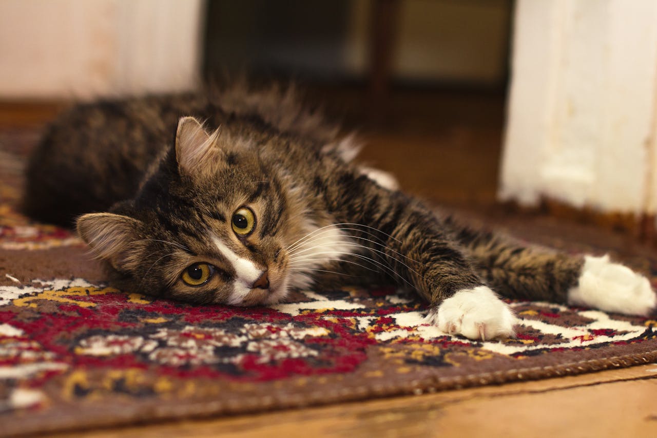 tabby cat on ornate rug